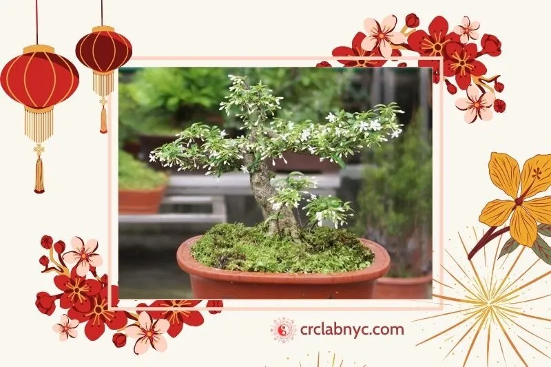 Cây mai chiếu thủy phong thủy hợp mệnh nào