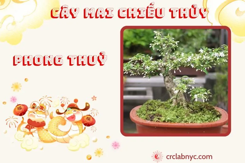 Cây mai chiếu thủy phong thuỷ ý nghĩa công dụng và cách trồng