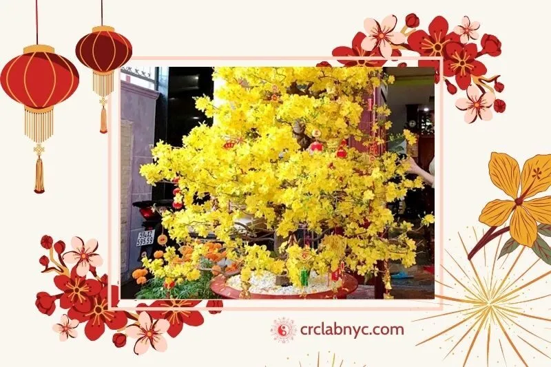  Cây mai vàng phong thủy hợp mệnh nào