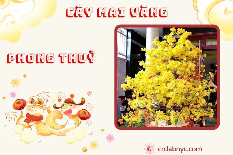 Cây mai vàng phong thủy ý nghĩa công dụng và cách trồng