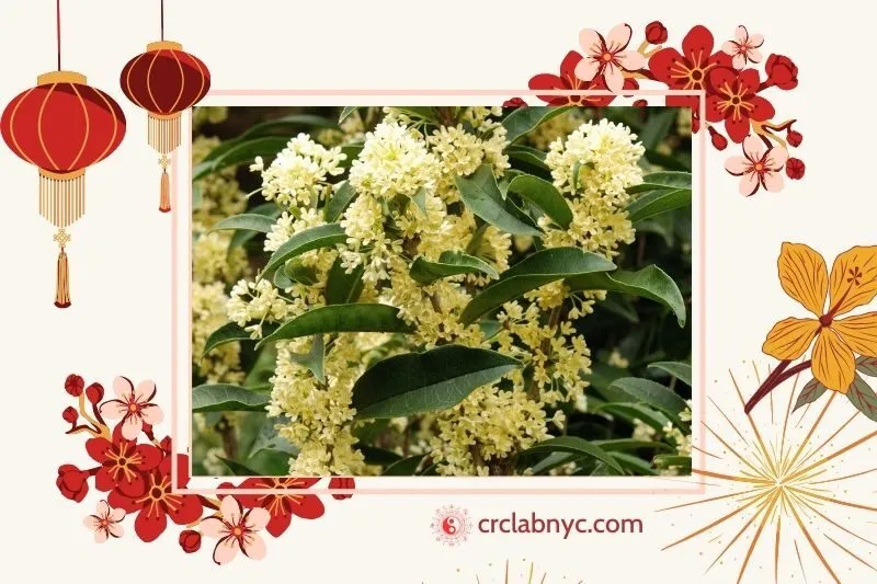  Cây mộc hương phong thủy hợp mệnh nào