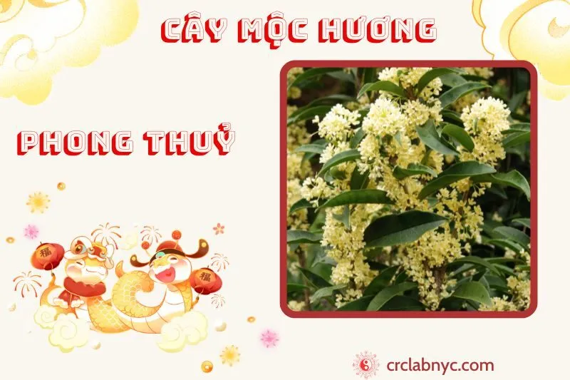 Cây mộc hương phong thủy ý nghĩa công dụng và cách trồng