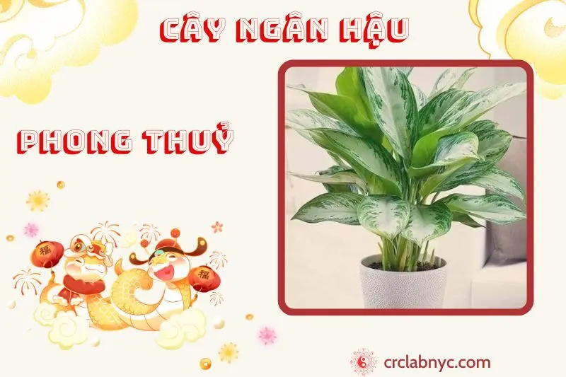 Cây ngân hậu phong thuỷ ý nghĩa công dụng và cách trồng