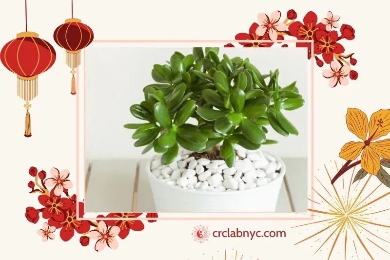 Cây Ngọc Bích – Biểu tượng may mắn tài lộc