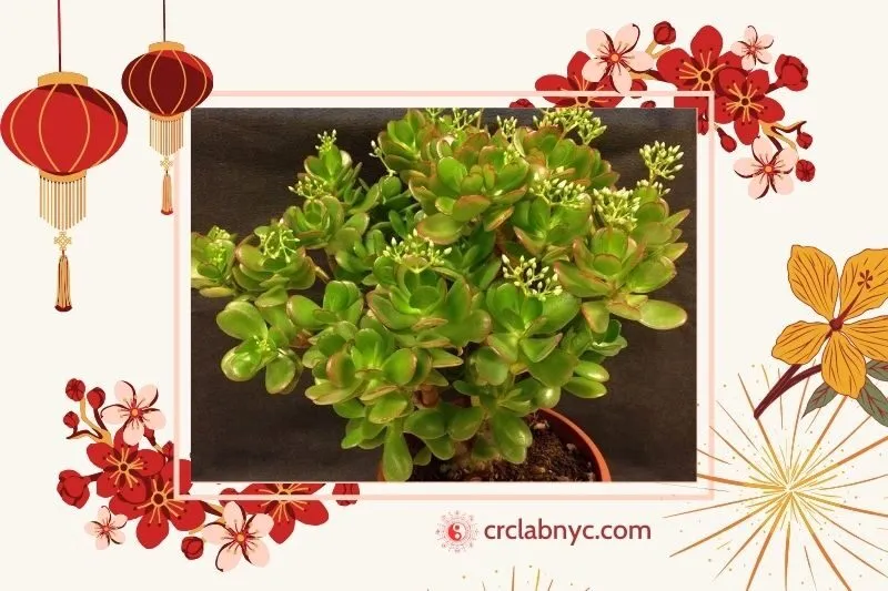 Cây ngọc bích hợp mệnh nào