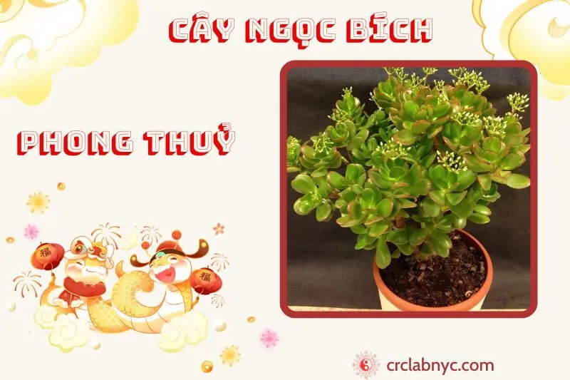 Cây ngọc bích phong thuỷ ý nghĩa công dụng và cách trồng