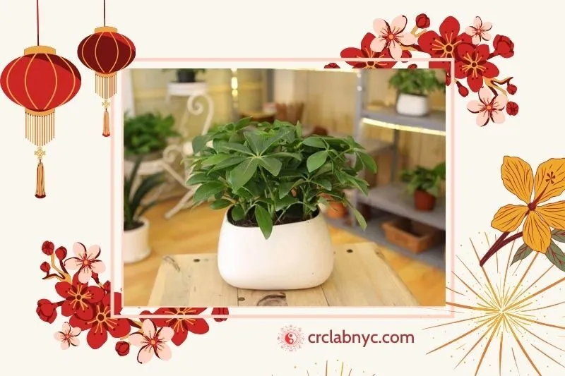 Cây Ngũ Gia Bì – Bảo vệ sức khỏe gia đình