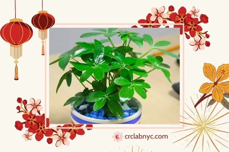 Cây ngũ gia bì hợp mệnh nào