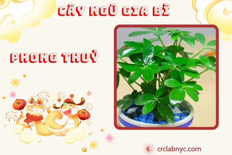 Cây ngũ gia bì phong thuỷ ý nghĩa công dụng và cách trồng