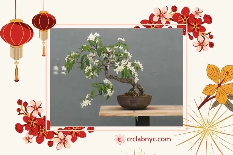  Cây nguyệt thực phong thuỷ hợp mệnh nào