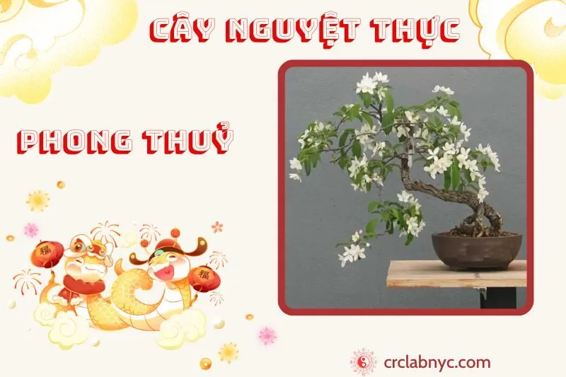 Cây nguyệt thực ý nghĩa công dụng và cách trồng