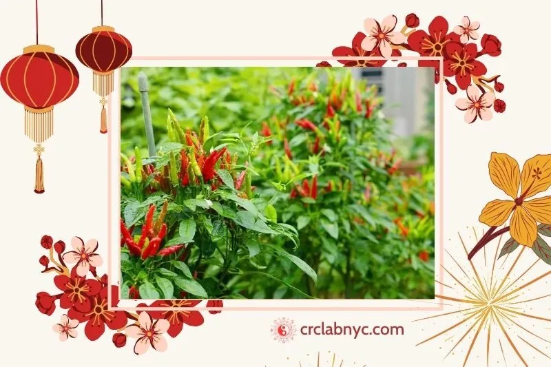  Cây ớt phong thủy hợp mệnh nào