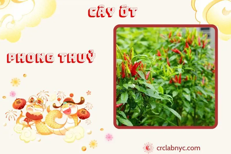 Cây ớt phong thủy ý nghĩa công dụng và cách trồng