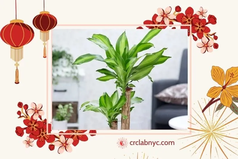  Cây phất dụ phong thủy hợp mệnh nào