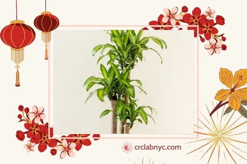 Cây phát tài phong thủy hợp mệnh nào
