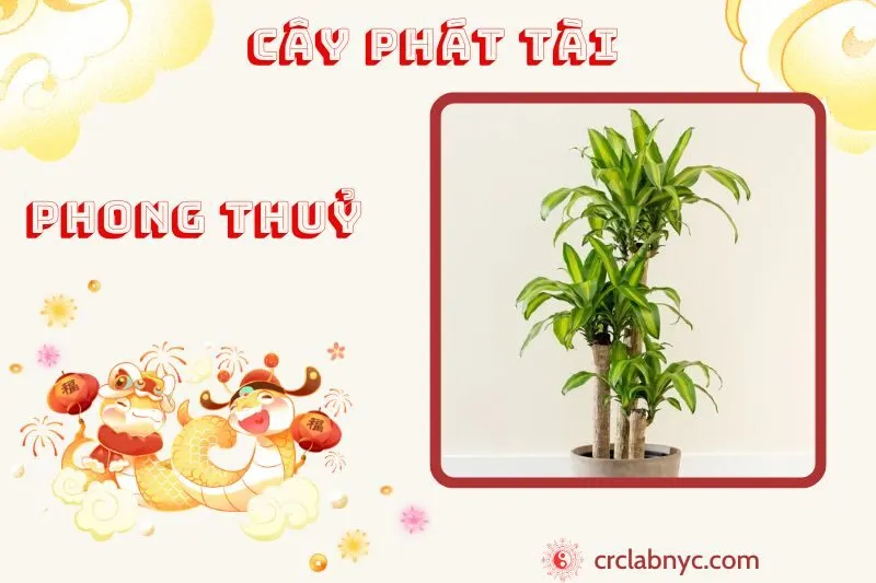 Cây phát tài phong thuỷ ý nghĩa công dụng và cách trồng