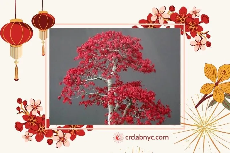 Cây phong lá đỏ phong thuỷ hợp mệnh nào
