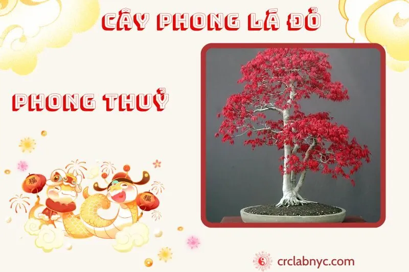 Cây lá phong đỏ ý nghĩa công dụng và cách trồng
