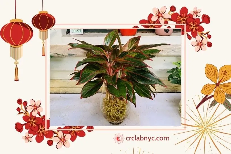Cây Phú Quý