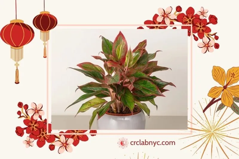 Cây phú quý phong thuỷ hợp mệnh nào