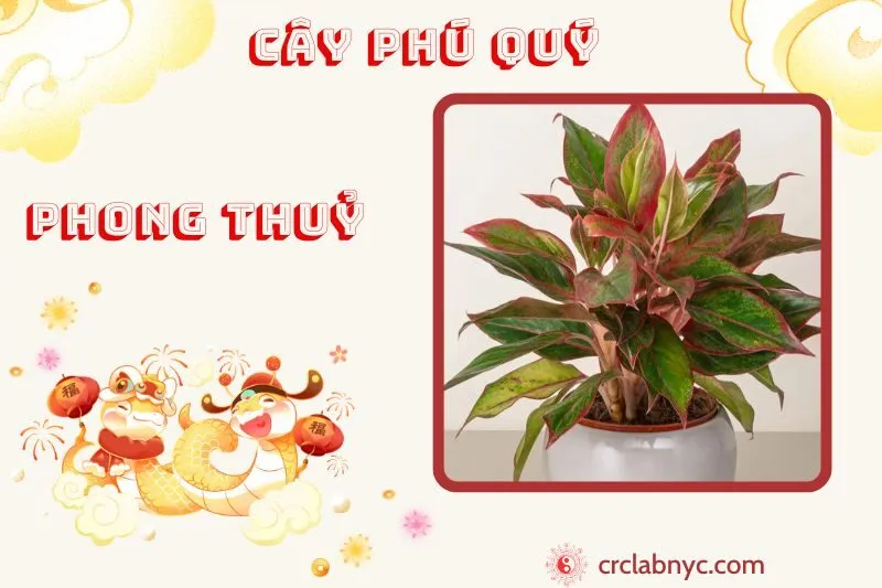 Cây phú quý phong thuỷ ý nghĩa công dụng và cách trồng