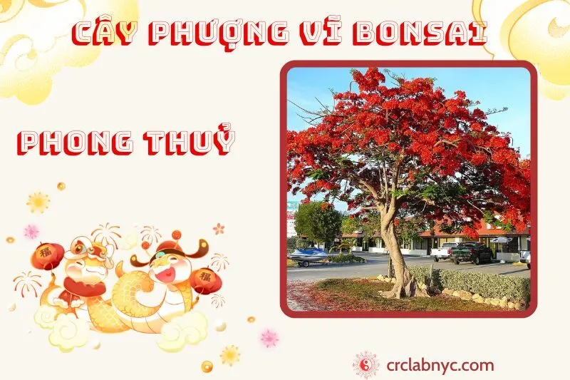 Cây phượng vĩ bonsai phong thủy ý nghĩa công dụng và cách trồng