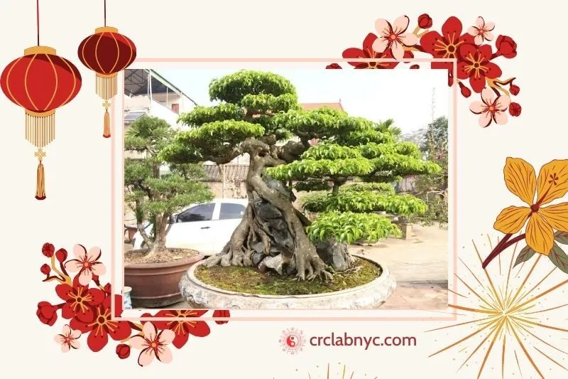  Cây sanh phong thủy hợp mệnh nào