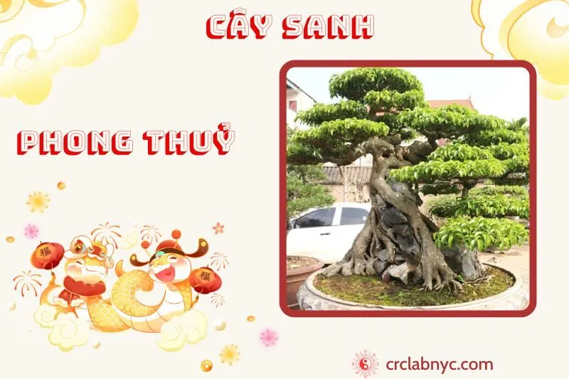 Cây sanh phong thủy ý nghĩa công dụng và cách trồng