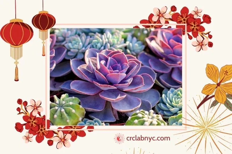 Cây Sen Đá Phong Thủy Hợp Mệnh Nào