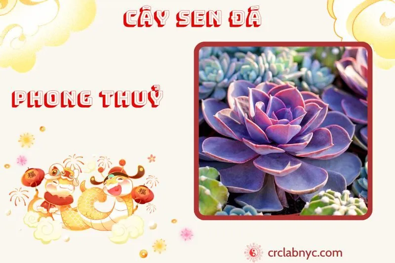 Cây sen đá phong thuỷ ý nghĩa công dụng và cách trồng