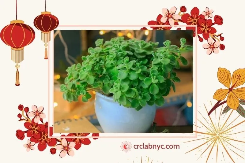  Cây sen thơm phong thủy hợp mệnh nào