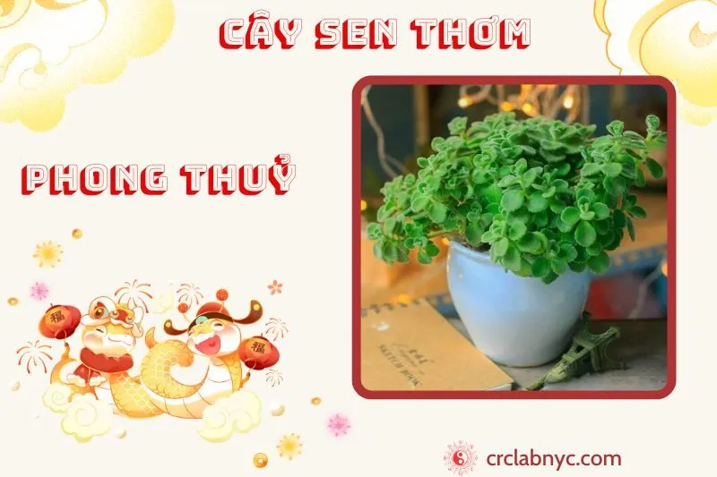 Cây sen thơm phong thủy ý nghĩa công dụng và cách trồng