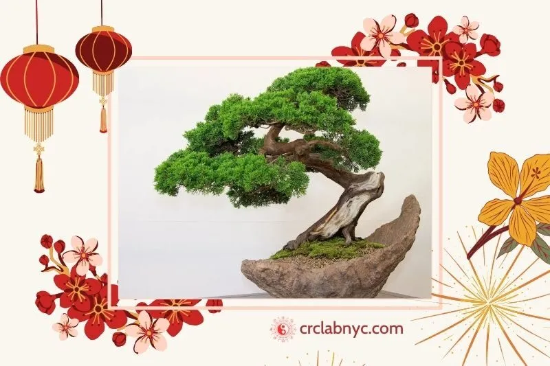 Cây si cảnh phong thủy hợp mệnh nào