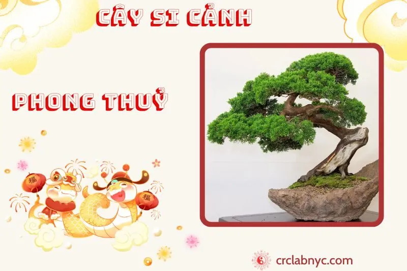 Cây si cảnh phong thuỷ ý nghĩa công dụng và cách trồng