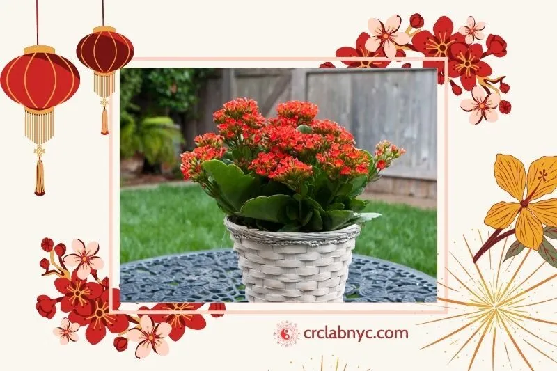 Cây sống đời phong thuỷ hợp mệnh nào