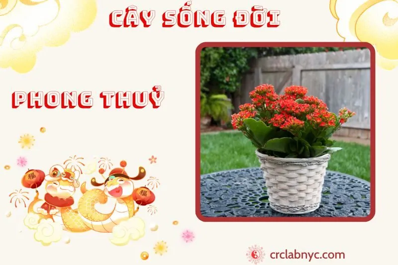 Cây sống đời phong thuỷ ý nghĩa công dụng và cách trồng