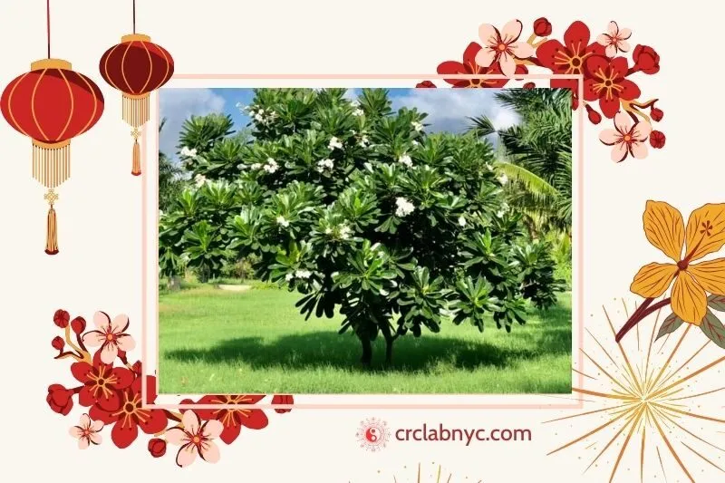  Cây sứ đại phong thủy hợp mệnh nào