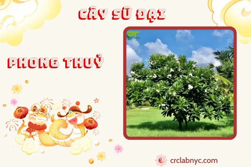 Cây sứ đại phong thủy ý nghĩa công dụng và cách trồng