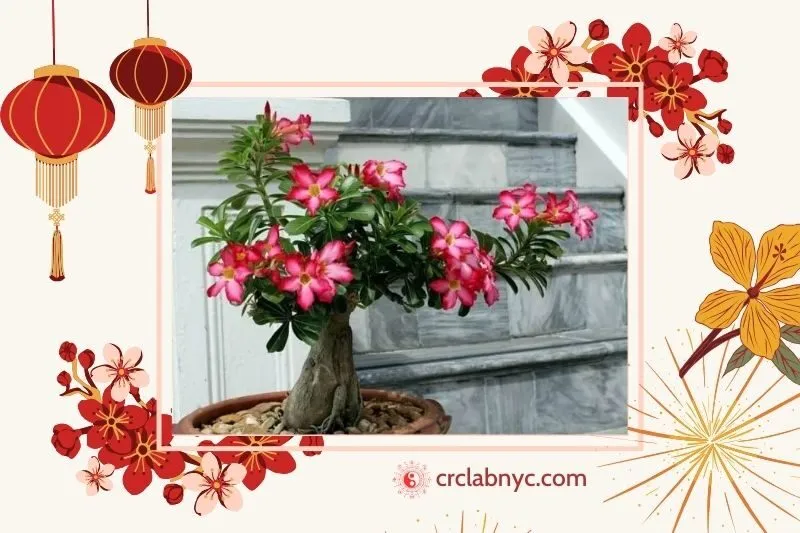 Cây sứ Thái phong thủy hợp mệnh nào