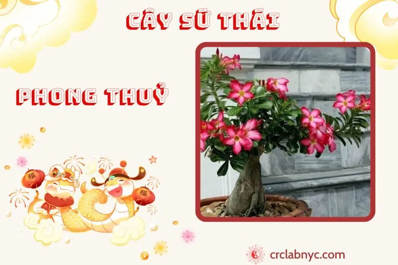 Cây sứ thái ý nghĩa công dụng và cách trồng