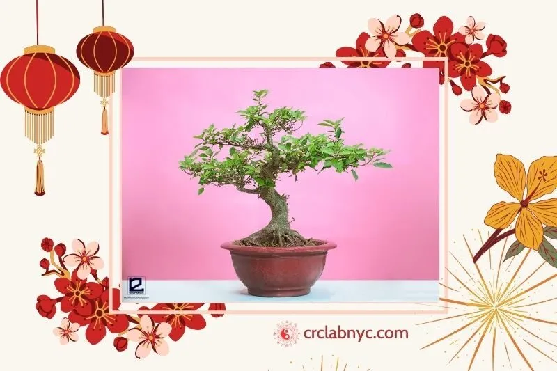  Cây sung phong thủy hợp mệnh nào