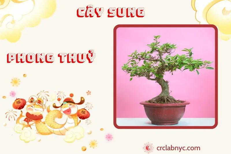 Cây sung phong thủy ý nghĩa công dụng và cách trồng