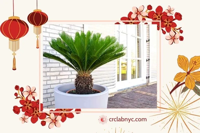 Cây thiên tuế phong thủy hợp mệnh nào