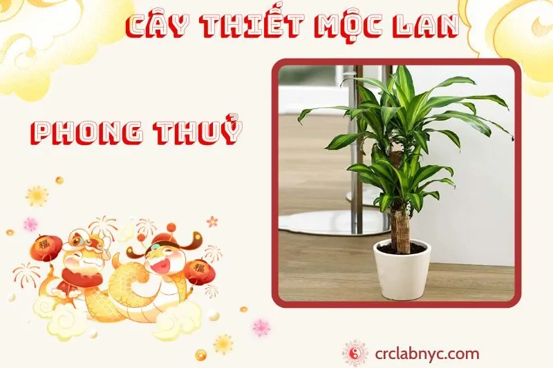 Cây thiết mộc lan phong thuỷ ý nghĩa công dụng và cách trồng