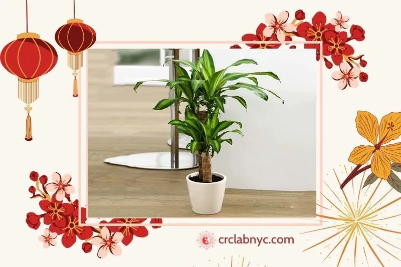 Cây Thiết Mộc Lan
