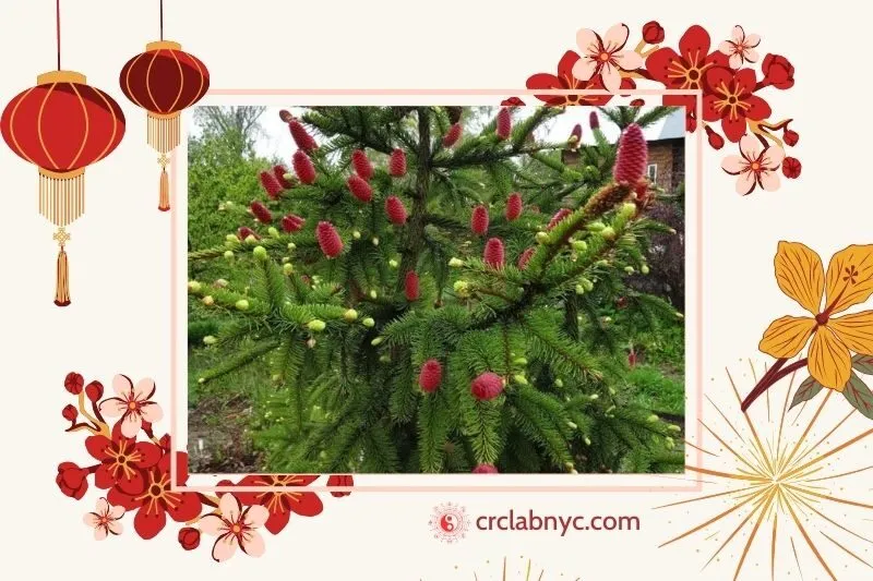 Cây thông đỏ phong thủy hợp mệnh nào