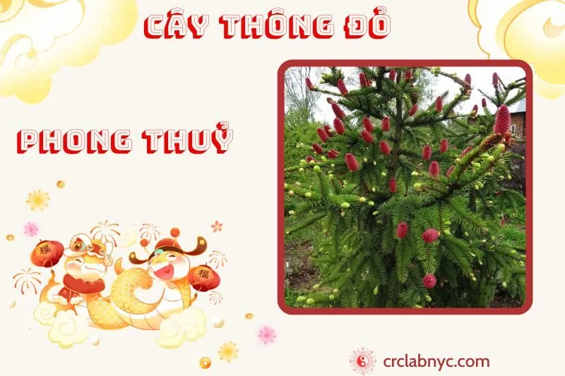 Cây thông đỏ phong thuỷ ý nghĩa công dụng và cách trồng