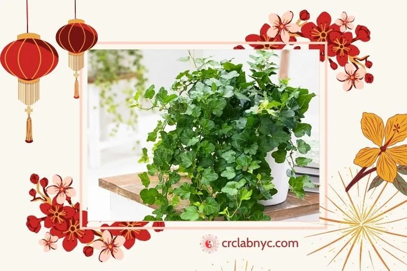 Cây thường xuân hợp với mệnh nào