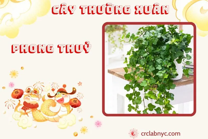 Cây thường xuân phong thuỷ ý nghĩa công dụng và cách trồng