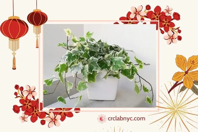 Cây Thường Xuân – Xua đuổi âm khí
